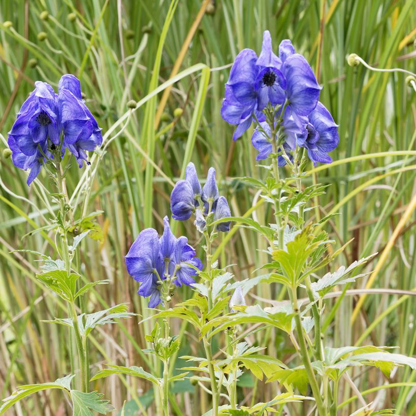 Aconitum fischeri - Chinesischer Eisenhut (Plant habit)