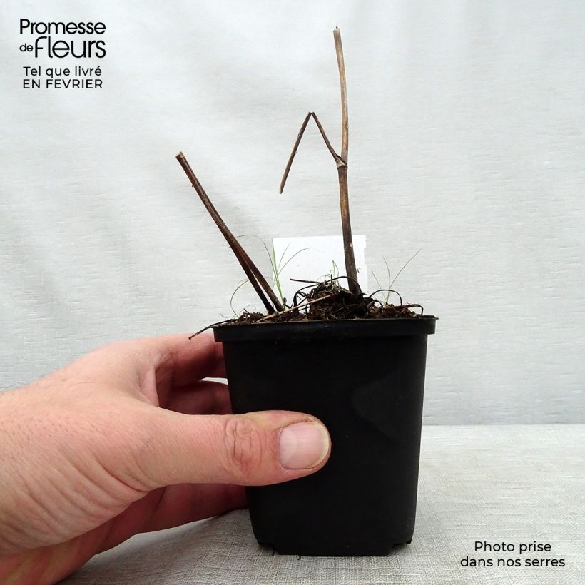 Exemplar von Aconitum lamarckii - Hahnenfußblättriger Eisenhut Kleine Töpfe von 8/9 cm wie im Winter geliefert