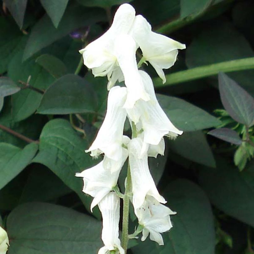 Aconitum septentrionale Ivorine - Nördlicher Eisenhut (Flowering)