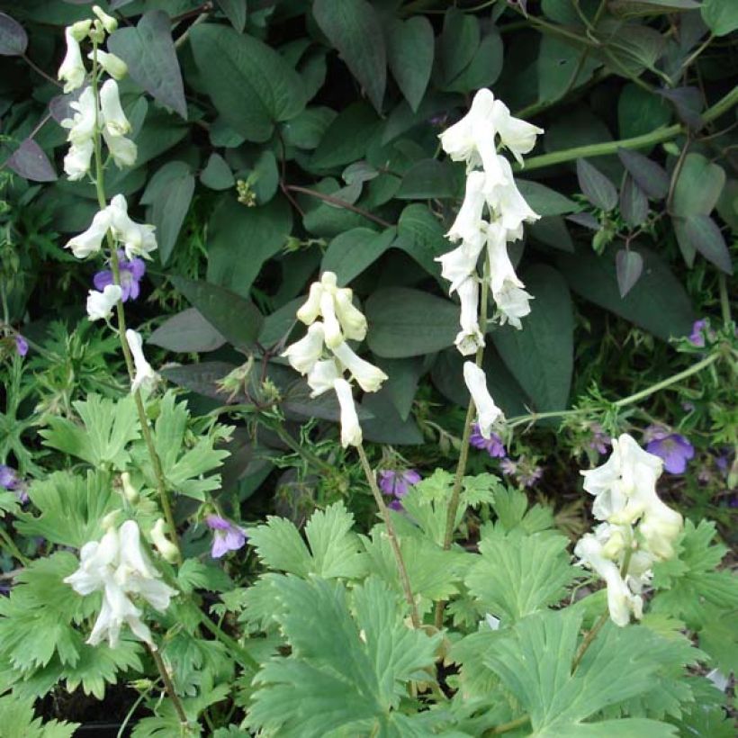 Aconitum septentrionale Ivorine - Nördlicher Eisenhut (Plant habit)