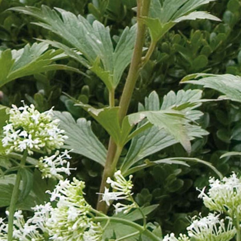 Aconitum carmichaelii Arendsii - Herbsteisenhut (Foliage)