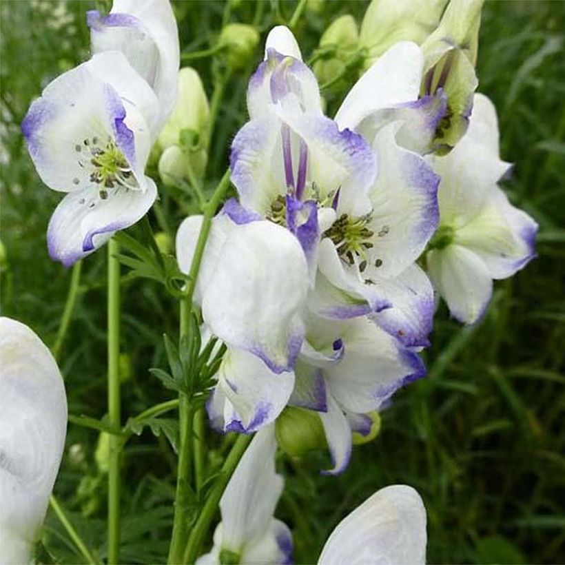 Aconitum cammarum Eleonora - Garten-Eisenhut (Flowering)