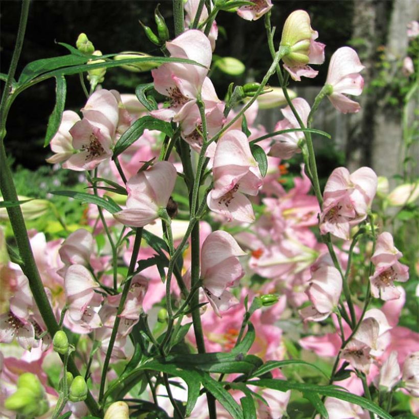 Aconitum Pink Sensation - Eisenhut (Flowering)
