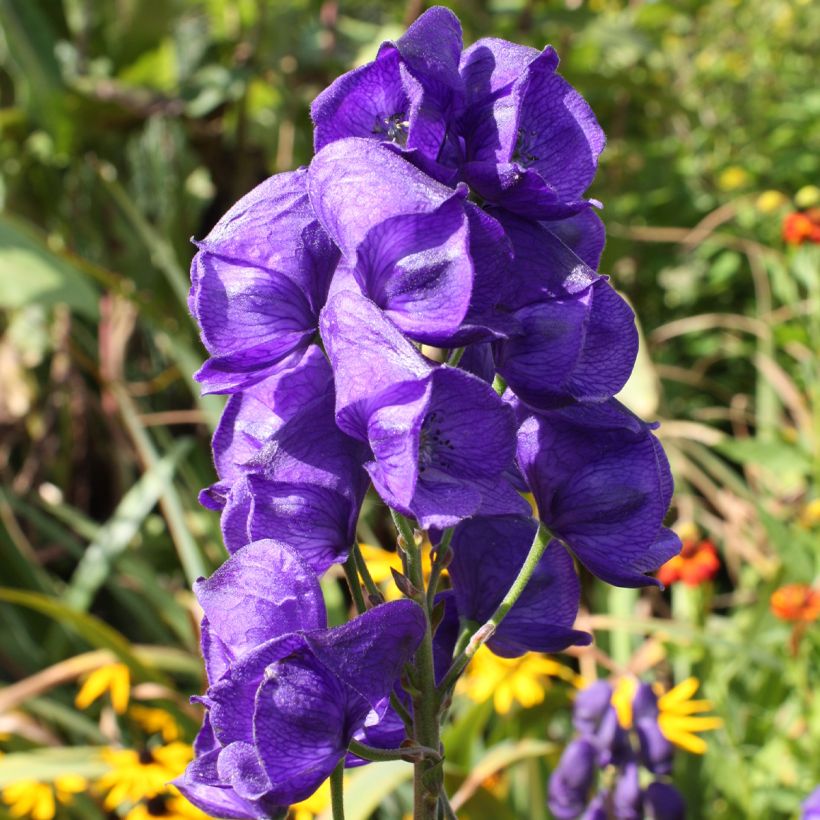 Aconitum carmichaelii Royal Flush - Herbsteisenhut (Flowering)