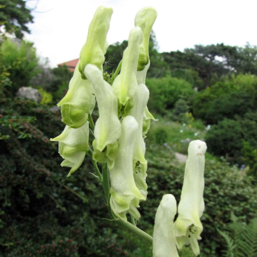 Aconitum lamarckii - Hahnenfußblättriger Eisenhut (Flowering)