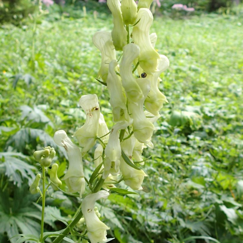 Aconitum lycoctonum subsp. neapolitanum - Hahnenfußblättriger Eisenhut (Flowering)