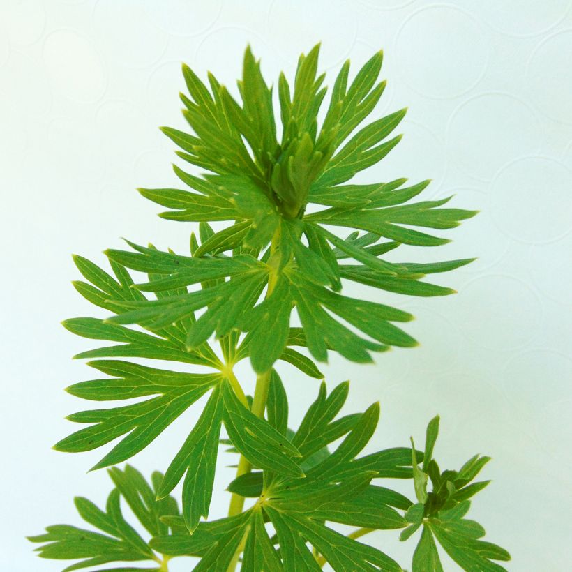 Aconitum napellus - Blauer Eisenhut (Foliage)