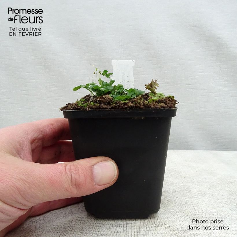 Exemplar von Aconitum napellus - Blauer Eisenhut Kleine Töpfe von 8/9 cm wie im Winter geliefert