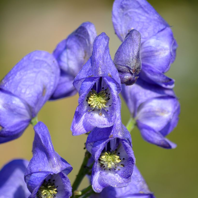 Aconitum napellus - Blauer Eisenhut (Flowering)