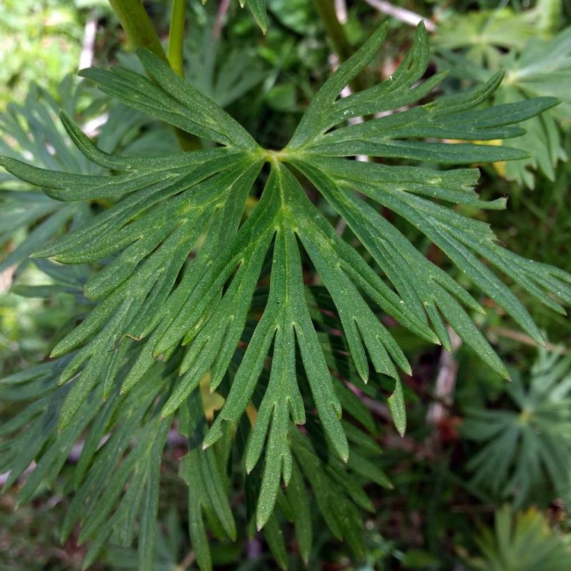 Aconitum napellus Rubellum - Blauer Eisenhut (Foliage)