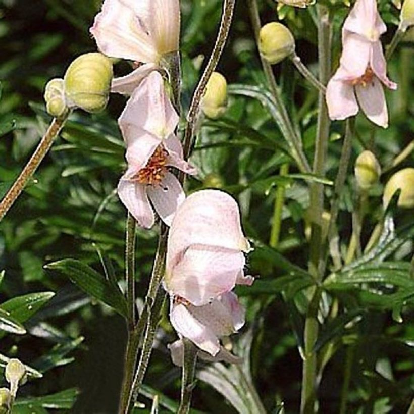 Aconitum napellus Rubellum - Blauer Eisenhut (Flowering)