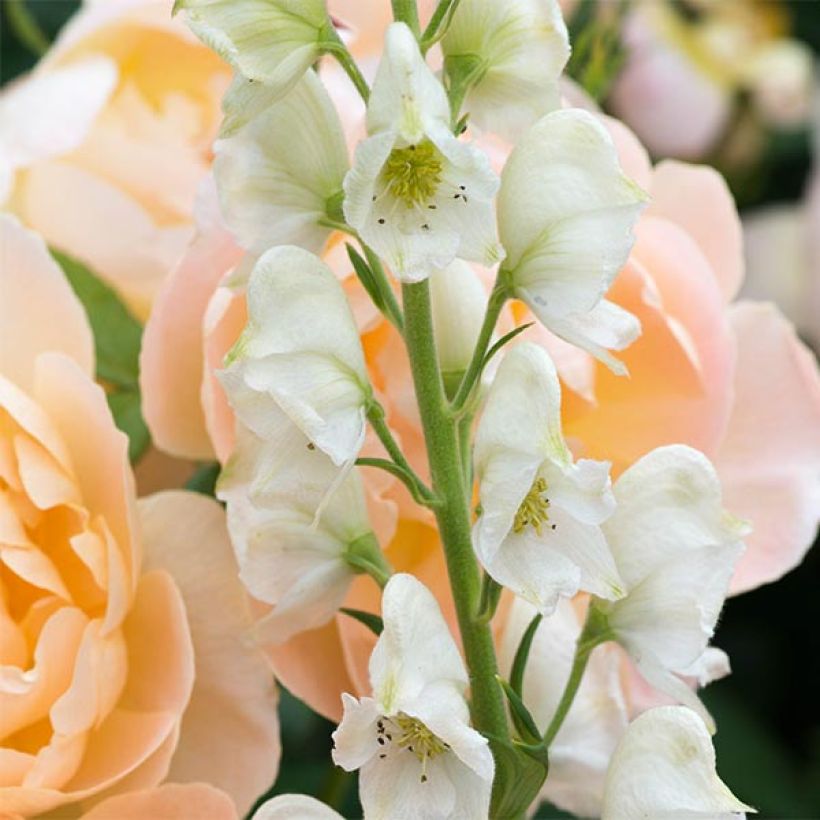 Aconitum napellus sbsp.napellus Schneewittchen - Blauer Eisenhut (Flowering)