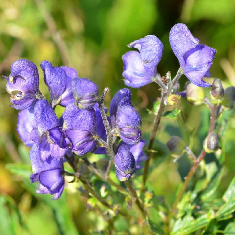 Aconitum napellus subsp. vulgare - Berg-Eisenhut (Flowering)