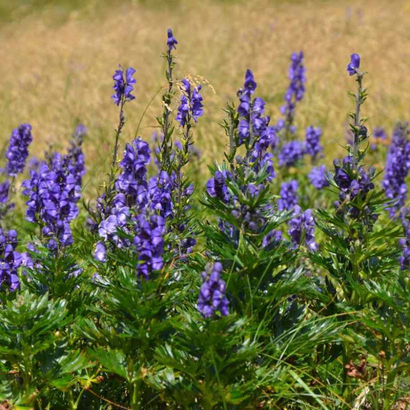 Aconitum napellus subsp. vulgare - Berg-Eisenhut (Plant habit)