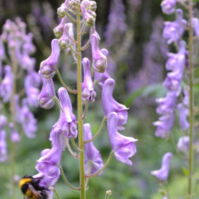 Aconitum scaposum - Eisenhut (Flowering)