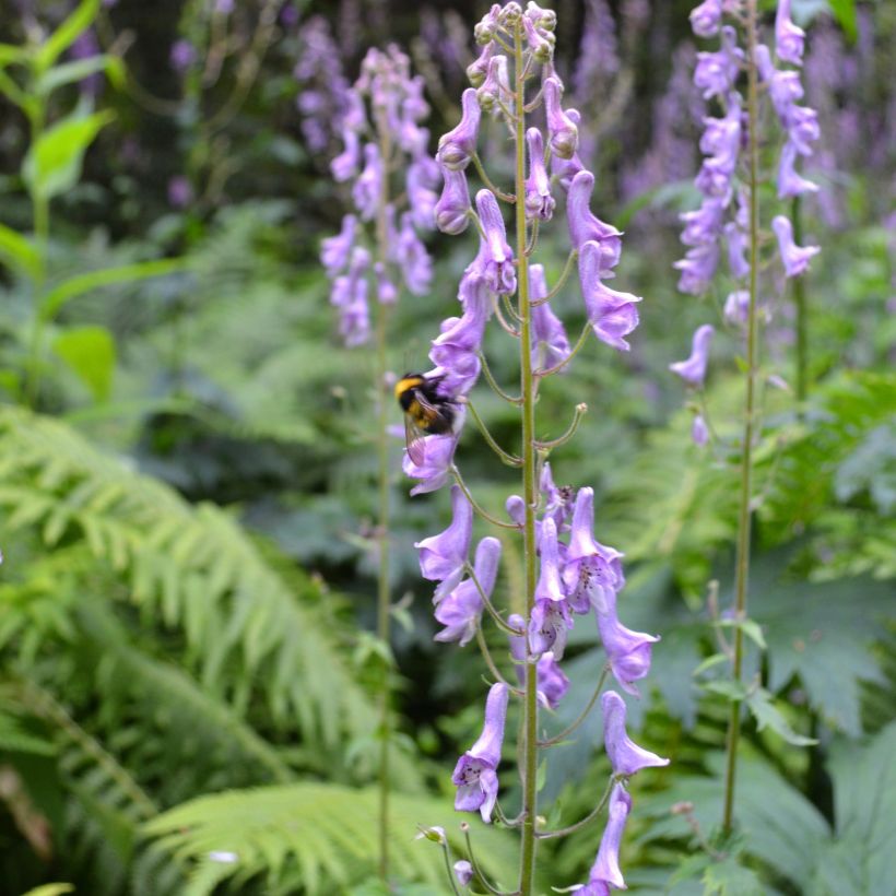 Aconitum scaposum - Eisenhut (Plant habit)