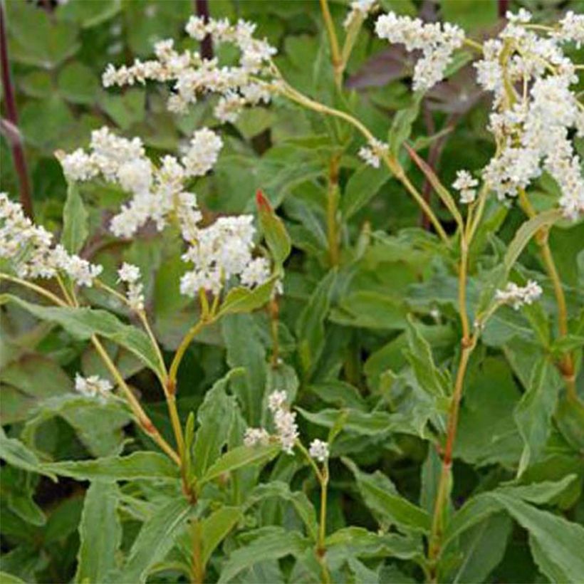 Aconogonon tortuosum var. glabrifolium - Weißer Kissenknöterich (Flowering)