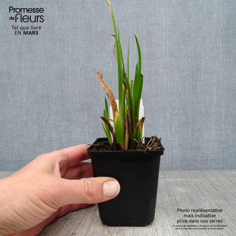 Exemplar von Acorus calamus - Kalmus Kleine Töpfe von 8/9 cm wie im Frühjahr geliefert