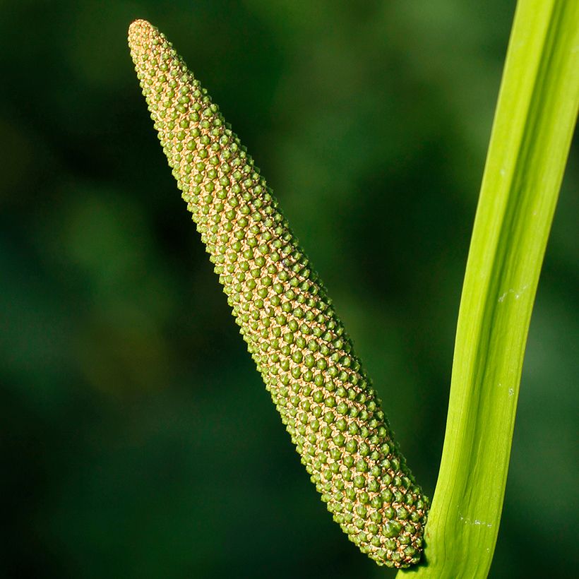 Acorus calamus - Kalmus (Flowering)