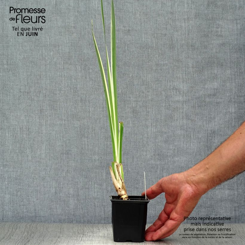 Exemplar von Acorus calamus Variegatus - Kalmus Kleine Töpfe von 8/9 cm wie im Sommer geliefert