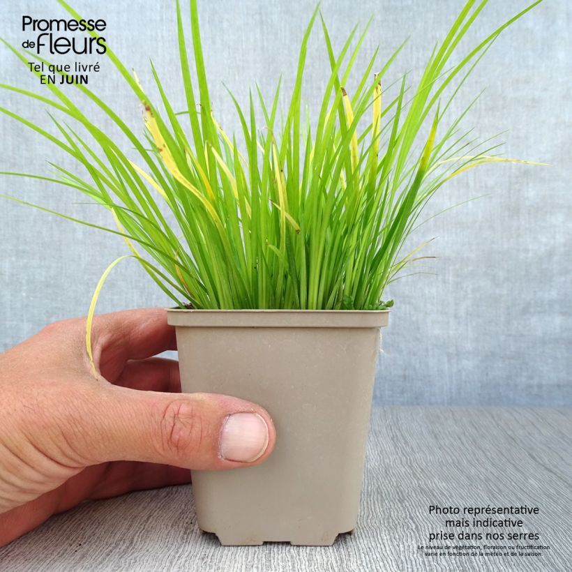 Example of Acorus gramineus - Gras-Kalmus Kleine Töpfe von 8/9 cm as you get in ete