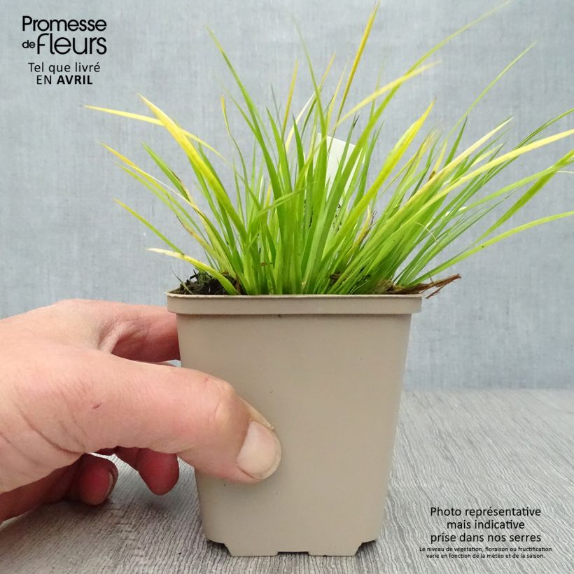 Exemplar von Acorus gramineus - Gras-Kalmus Kleine Töpfe von 8/9 cm wie im Frühjahr geliefert