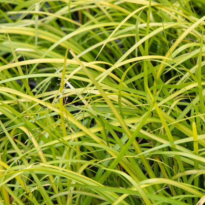 Acorus gramineus - Gras-Kalmus (Foliage)