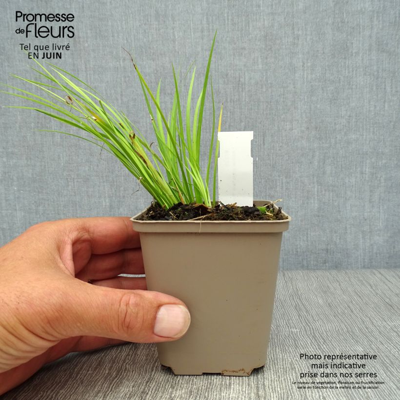 Example of Acorus gramineus Hakuro Nishiki - Gras-Kalmus Kleine Töpfe von 8/9 cm as you get in ete