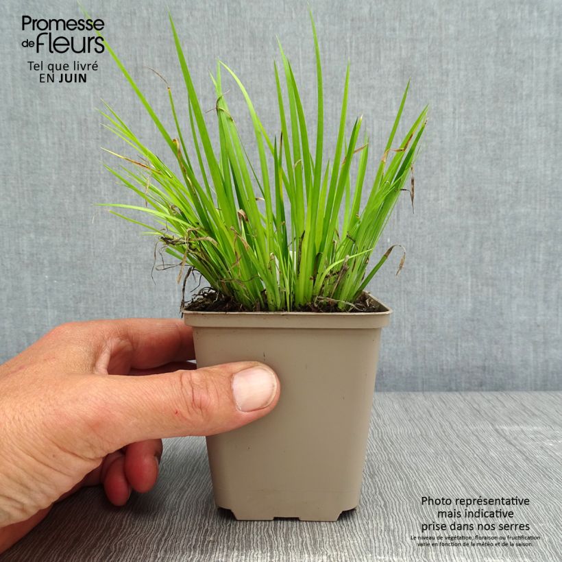 Exemplar von Acorus gramineus Hakuro Nishiki - Gras-Kalmus Kleine Töpfe von 8/9 cm wie im Frühjahr geliefert