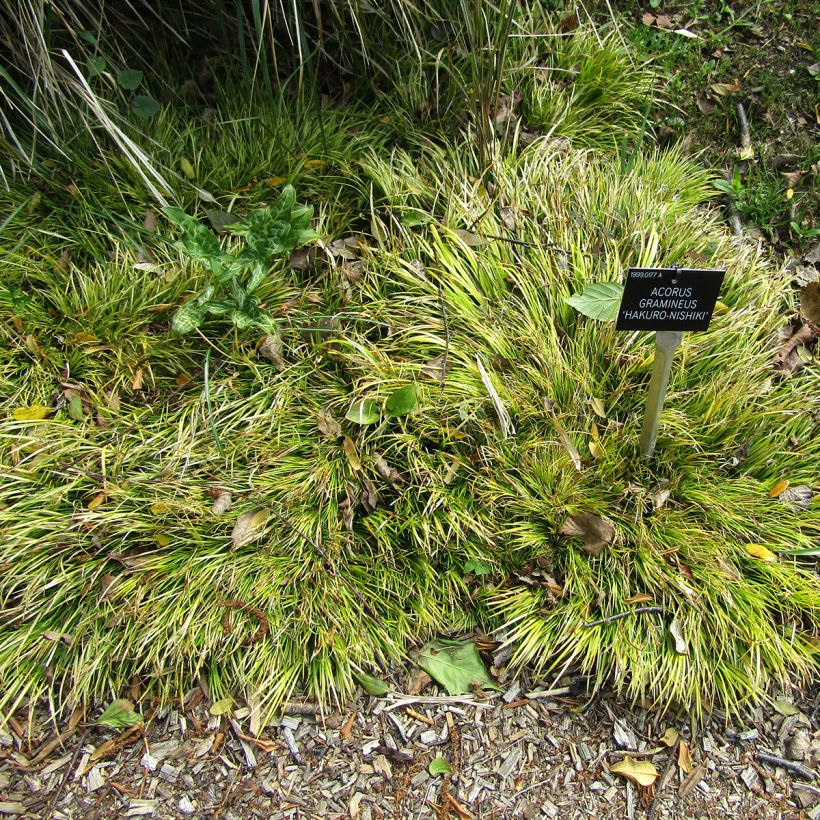 Acorus gramineus Hakuro Nishiki - Gras-Kalmus (Plant habit)