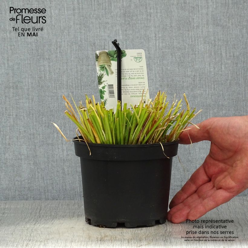 Exemplar von Acorus gramineus Licorice - Gras-Kalmus Topf mit 1,5L/2L wie im Frühjahr geliefert