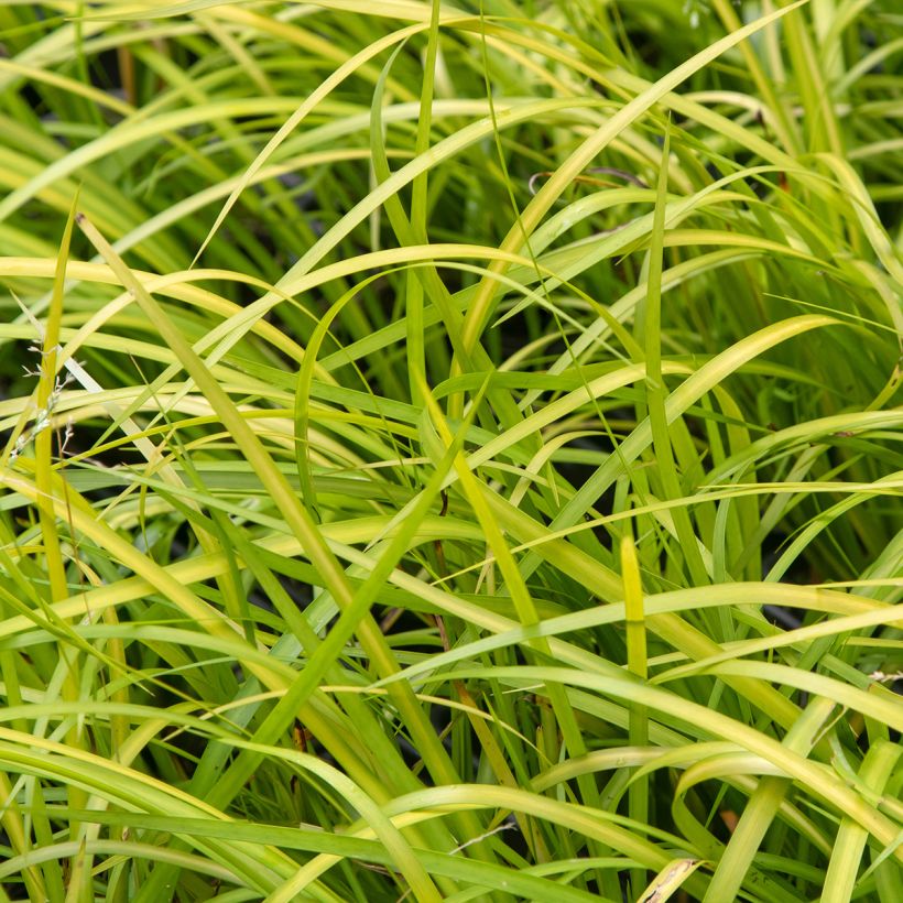 Acorus gramineus Licorice - Gras-Kalmus (Foliage)