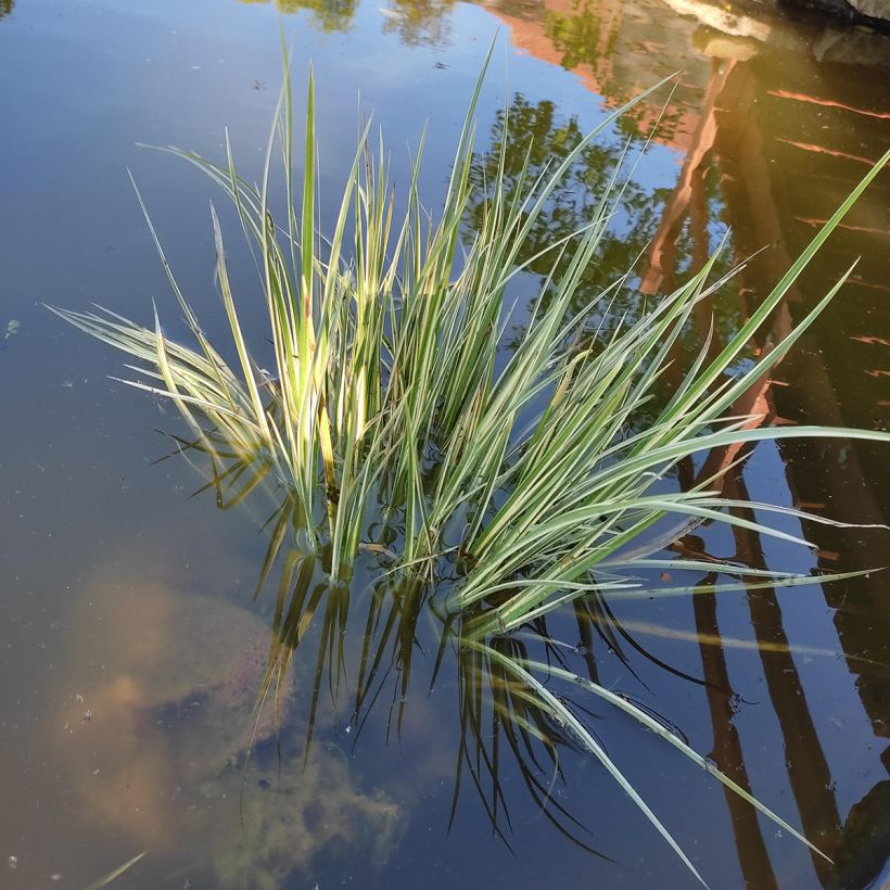 Acorus gramineus Variegatus - Gras-Kalmus (Wuchs)