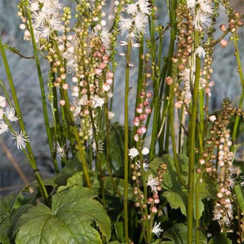 Actaea japonica Cheju-Do - Zwerg-Silberkerze (Flowering)