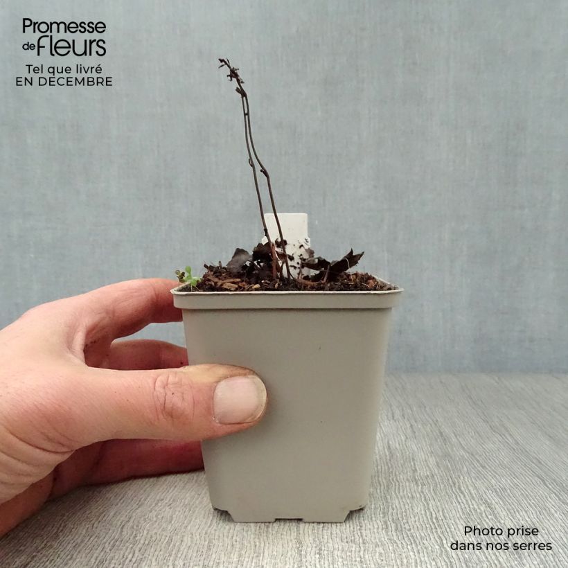 Exemplar von Actaea japonica Cheju-Do - Zwerg-Silberkerze Kleine Töpfe von 8/9 cm wie im Winter geliefert