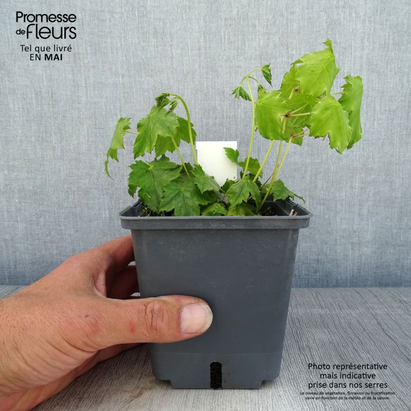 Exemplar von Actaea japonica Cheju-Do - Zwerg-Silberkerze Topf mit 1L/1,5L wie im Frühjahr geliefert