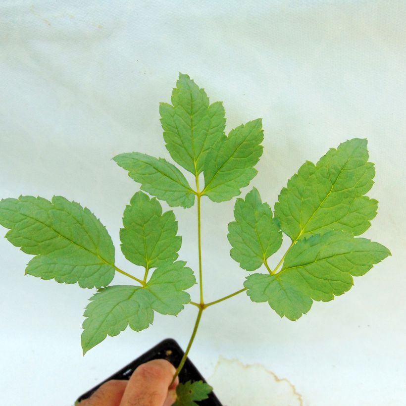 Actaea pachypoda Misty Blue - Weißfruchtiges Christophskraut (Foliage)