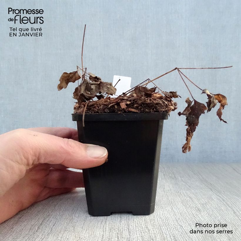 Exemplar von Actaea pachypoda Misty Blue - Weißfruchtiges Christophskraut Kleine Töpfe von 8/9 cm wie im Winter geliefert