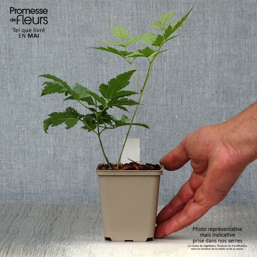 Exemplar von Actaea pachypoda Misty Blue - Weißfruchtiges Christophskraut Kleine Töpfe von 8/9 cm wie im Frühjahr geliefert