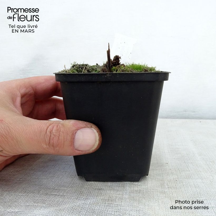 Exemplar von Actaea rubra - Rotes Christophskraut Kleine Töpfe von 8/9 cm wie im Frühjahr geliefert