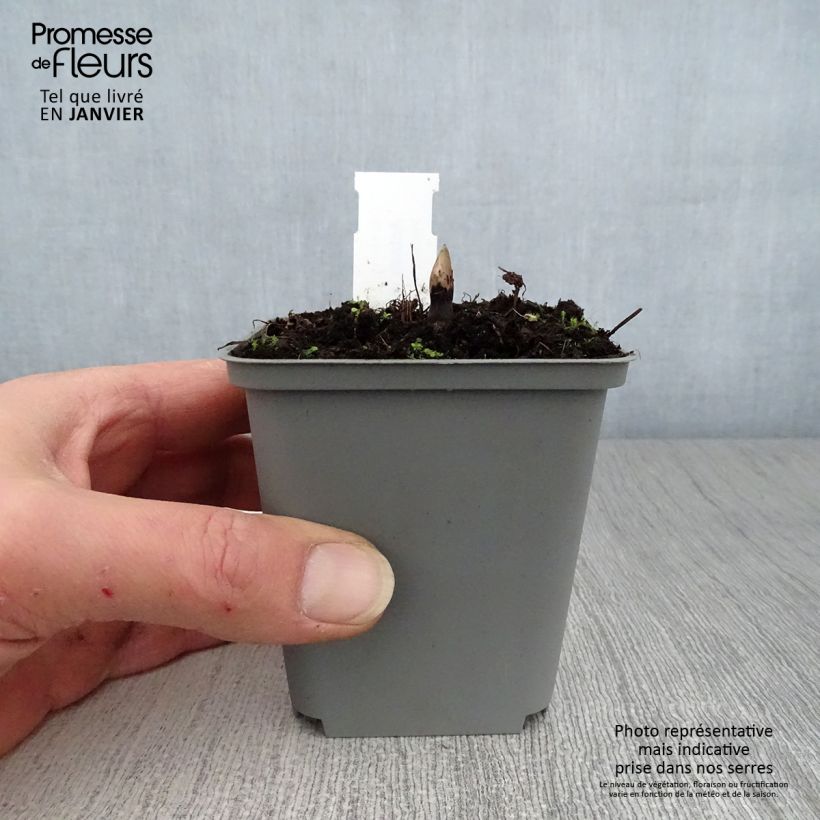 Exemplar von Actaea rubra - Rotes Christophskraut Kleine Töpfe von 8/9 cm wie im Winter geliefert