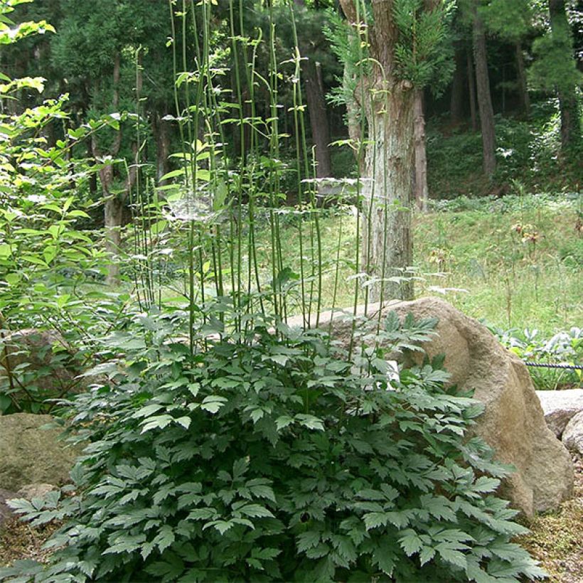 Actaea simplex Carbonella - Oktober-Silberkerze (Plant habit)