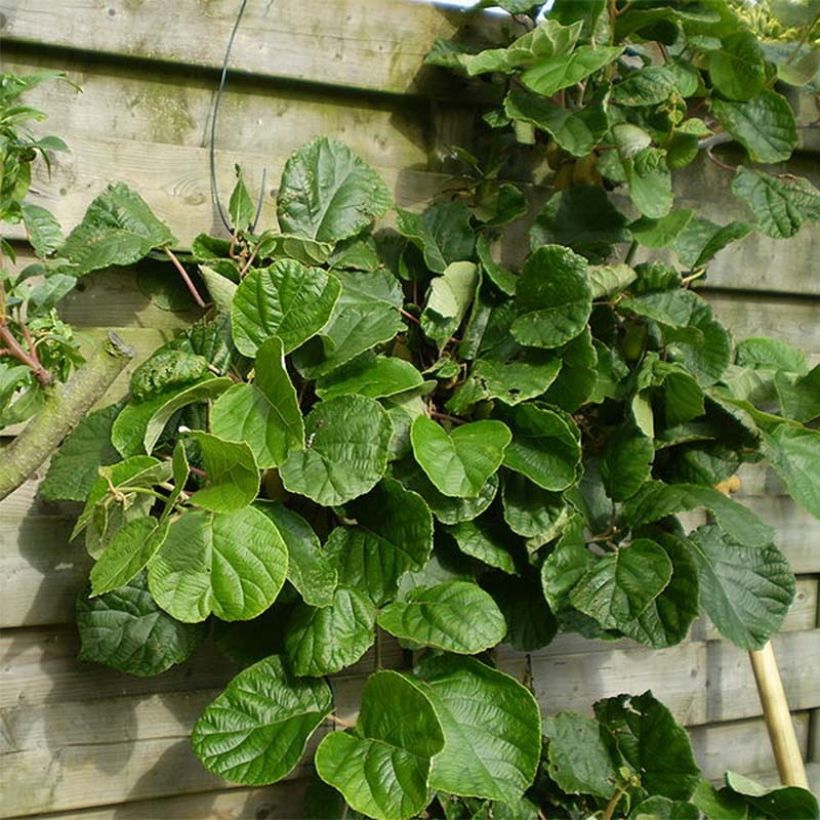 Actinidia deliciosa Belen - Chinesischer Strahlengriffel (Foliage)