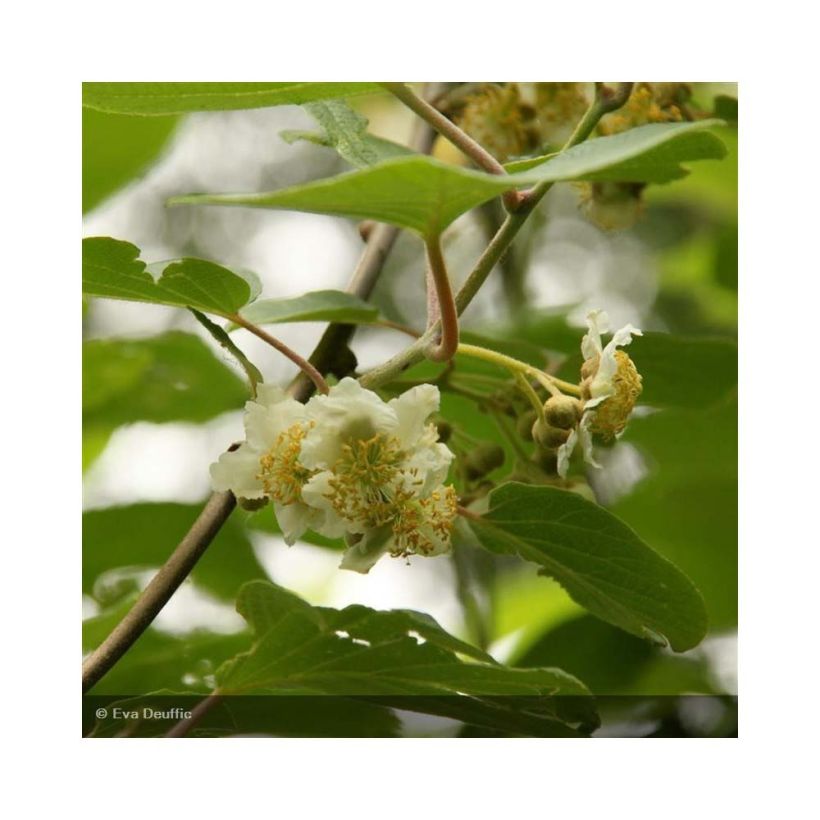 Actinidia deliciosa Belen - Chinesischer Strahlengriffel (Flowering)