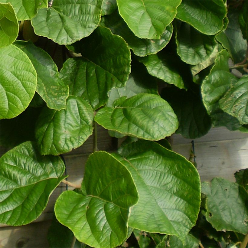 Actinidia deliciosa Tomuri (Männlich) - Chinesischer Strahlengriffel (Foliage)