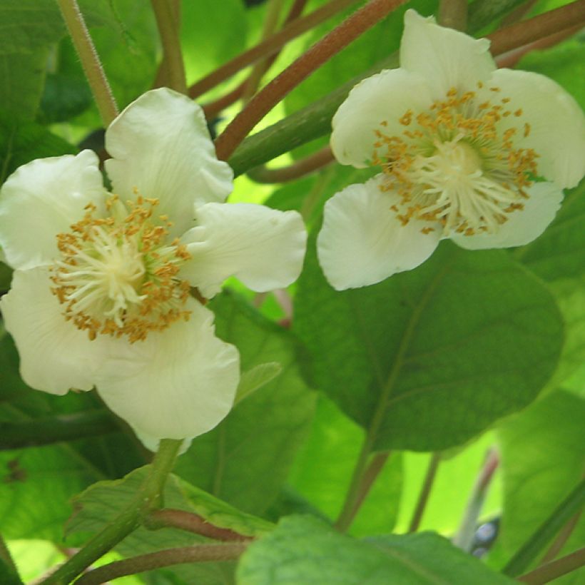 Actinidia deliciosa Tomuri (Männlich) - Chinesischer Strahlengriffel (Flowering)