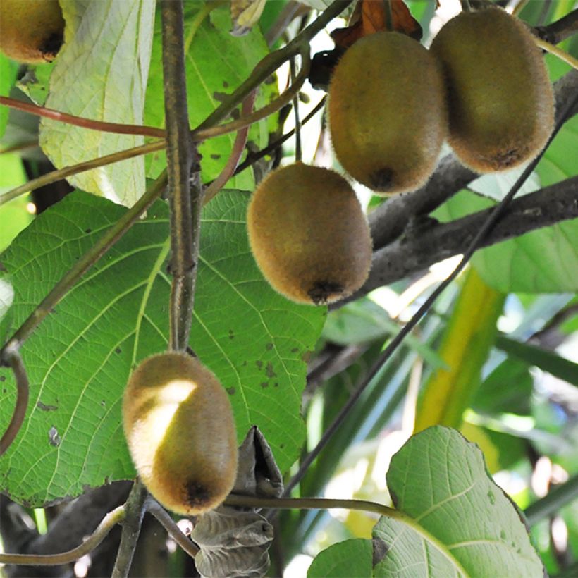 Actinidia deliciosa Tomuri (Männlich) - Chinesischer Strahlengriffel (Harvest)