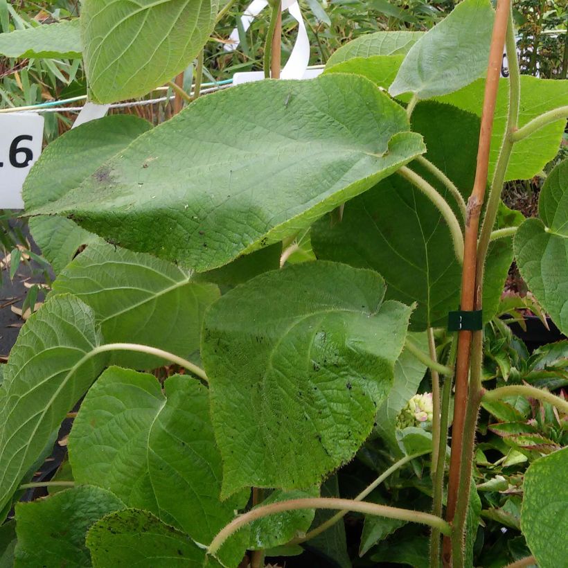 Actinidia deliciosa Kiwi Wonder - Chinesischer Strahlengriffel (Foliage)