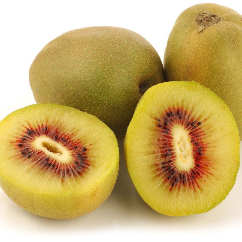 Actinidia deliciosa Kiwi Wonder - Chinesischer Strahlengriffel (Harvest)