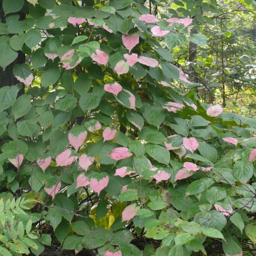 Actinidia kolomikta Eve - Buntblättrige Kiwi (Foliage)
